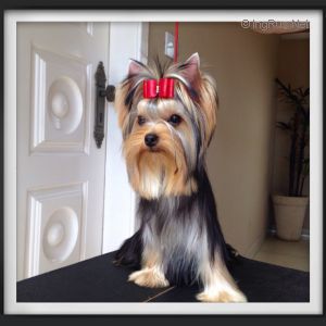 Dog Photo