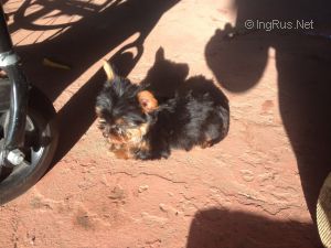 Dog Photo