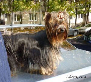Dog Photo
