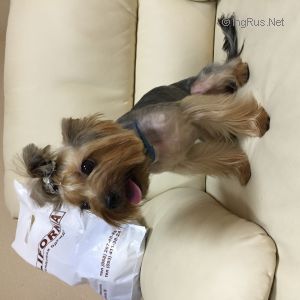 Dog Photo