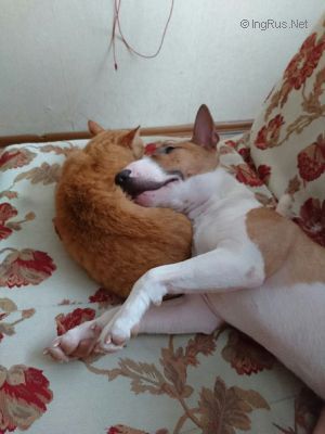 Dog Photo