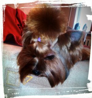 Dog Photo