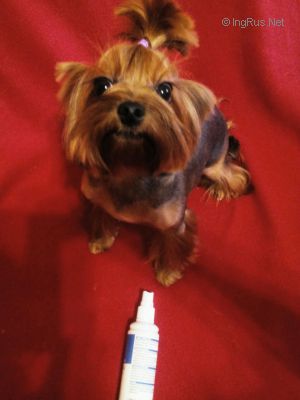 Dog Photo