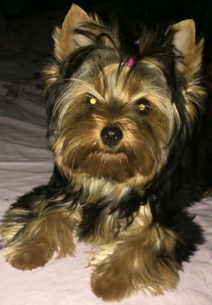 Dog Photo