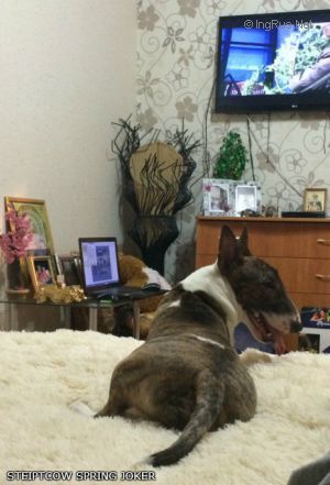 Dog Photo