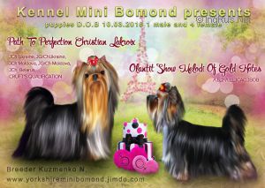MINI BOMOND JOLIESSE
