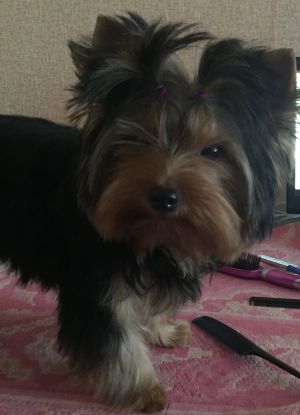 Dog Photo