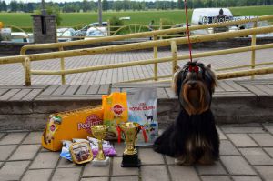 Dog Photo