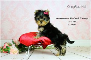 Dog Photo