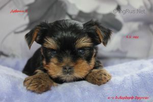 Dog Photo