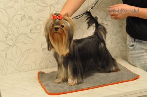 Dog Photo