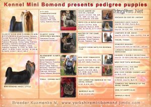 MINI BOMOND  I WILL ALWAYS LOVE YOU