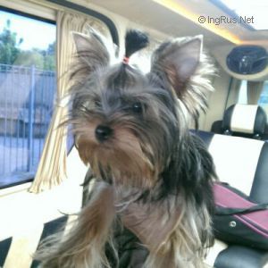 Dog Photo