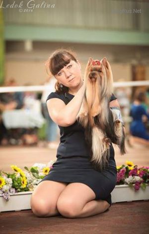 Dog Photo