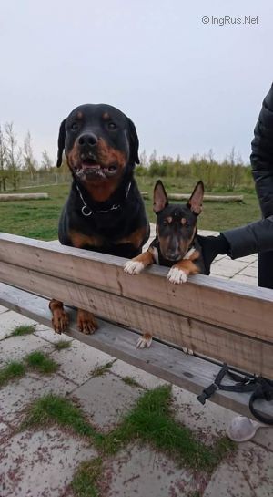 Dog Photo