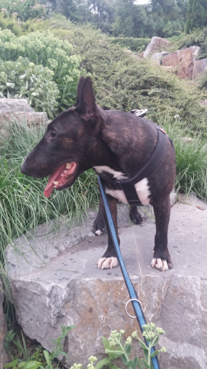 Dog Photo
