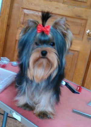 Dog Photo
