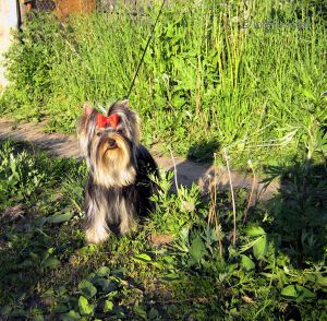Dog Photo