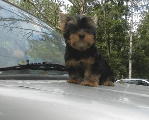 Dog Photo