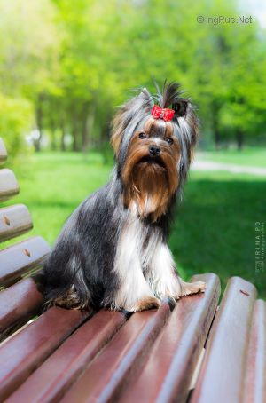 Dog Photo
