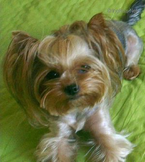 Dog Photo