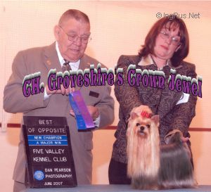 Dog Photo