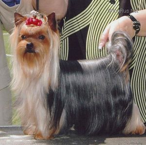Dog Photo