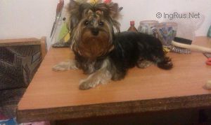 Dog Photo