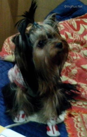 Dog Photo