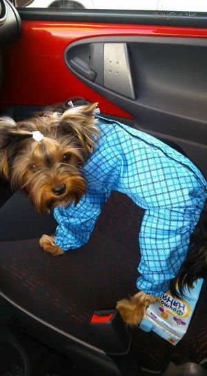 Dog Photo