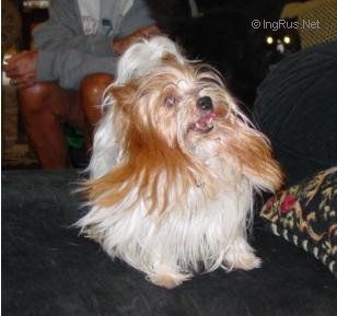 Dog Photo