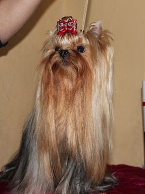 Dog Photo