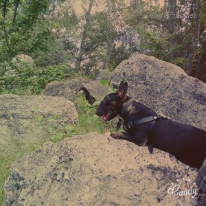 Dog Photo