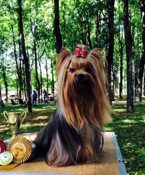 Dog Photo