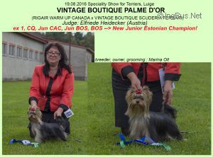 Dog Photo