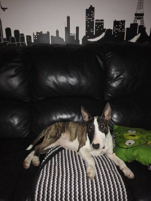 Dog Photo
