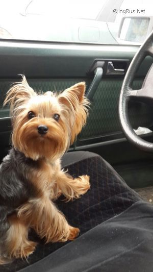 Dog Photo