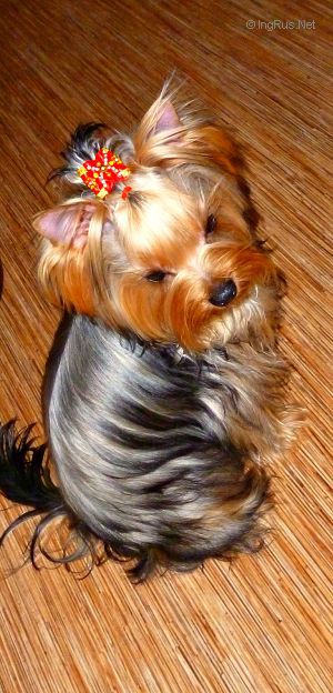 Dog Photo