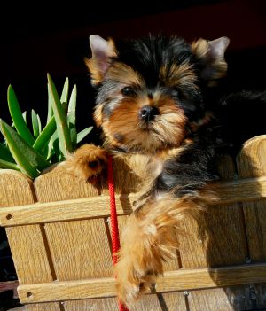 Dog Photo