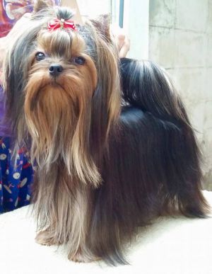 Dog Photo