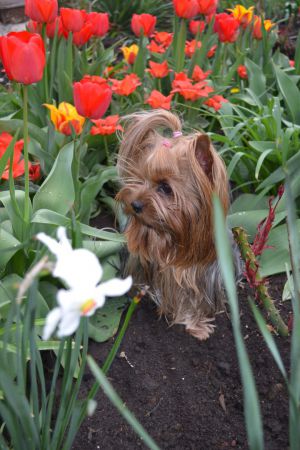 Dog Photo