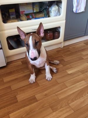 Dog Photo