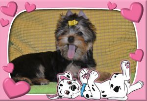 Dog Photo