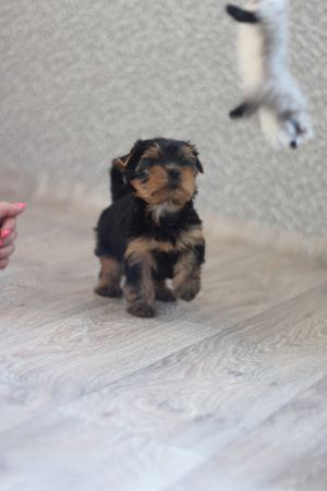 Dog Photo