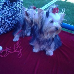 Dog Photo