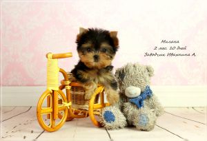 Dog Photo