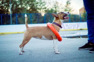 Dog Photo