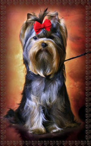 Dog Photo