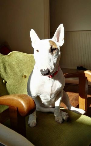 Dog Photo