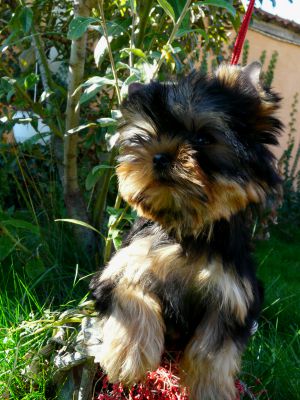 Dog Photo